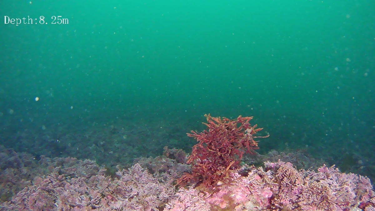 f:id:odango_kazoku:20210410175208j:plain