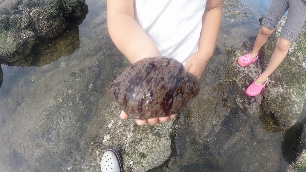 f:id:odango_kazoku:20210616173424j:plain