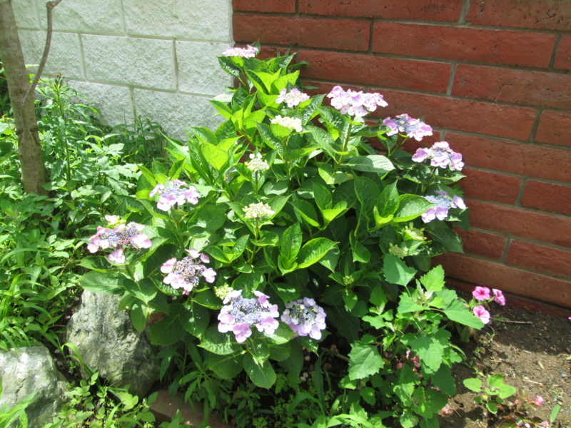 f:id:odatte:20130704122426j:image:w360 f:id:odatte:20130704122426j:image:w360