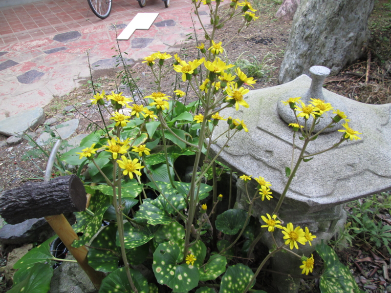 f:id:odatte:20131024094309j:image:w360