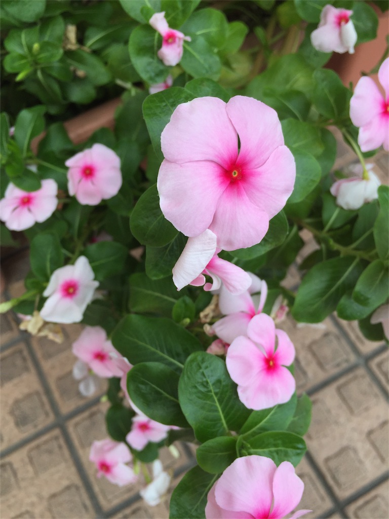f:id:odayakabiyori:20160929175714j:image f:id:odayakabiyori:20160929175714j:image