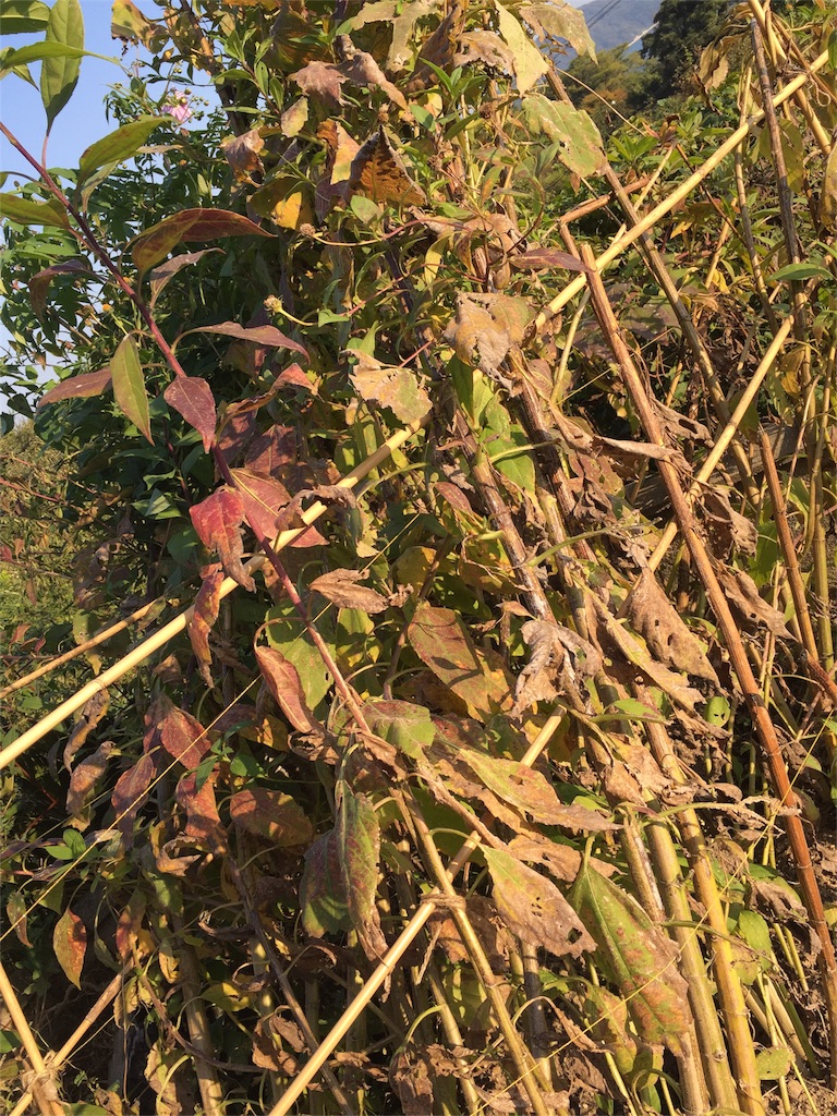 f:id:odayakabiyori:20161108120611j:image f:id:odayakabiyori:20161108120611j:image