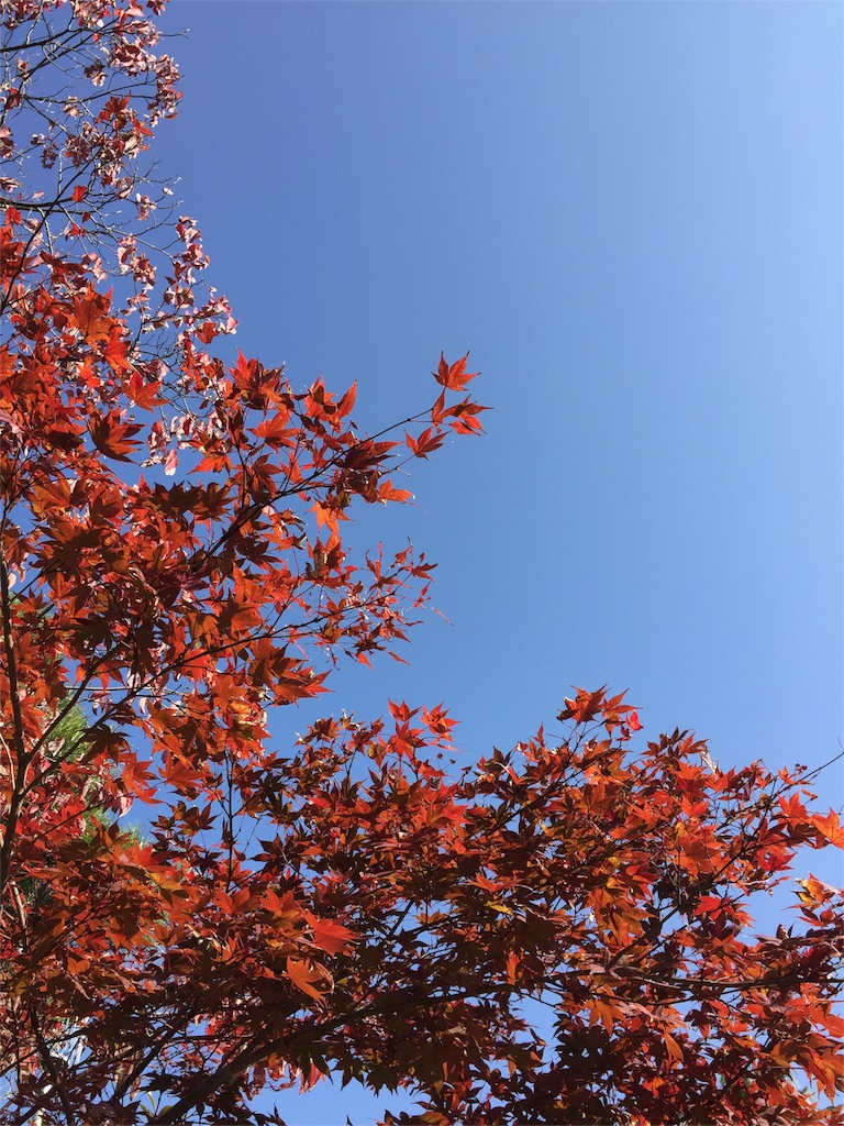 f:id:odayakabiyori:20161117105657j:image f:id:odayakabiyori:20161117105657j:image