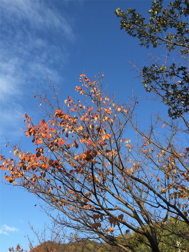 f:id:odayakabiyori:20161210114023j:image f:id:odayakabiyori:20161210114023j:image