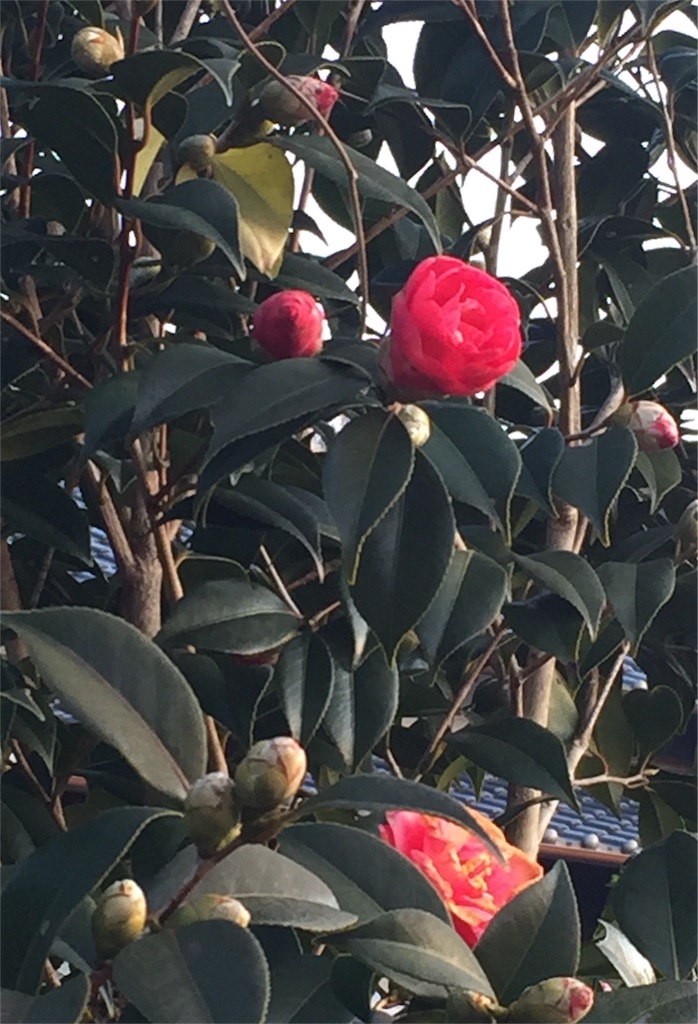f:id:odayakabiyori:20170223103405j:image f:id:odayakabiyori:20170223103405j:image