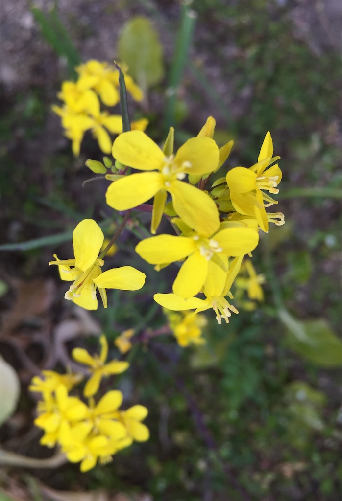 f:id:odayakabiyori:20170316202902j:image f:id:odayakabiyori:20170316202902j:image