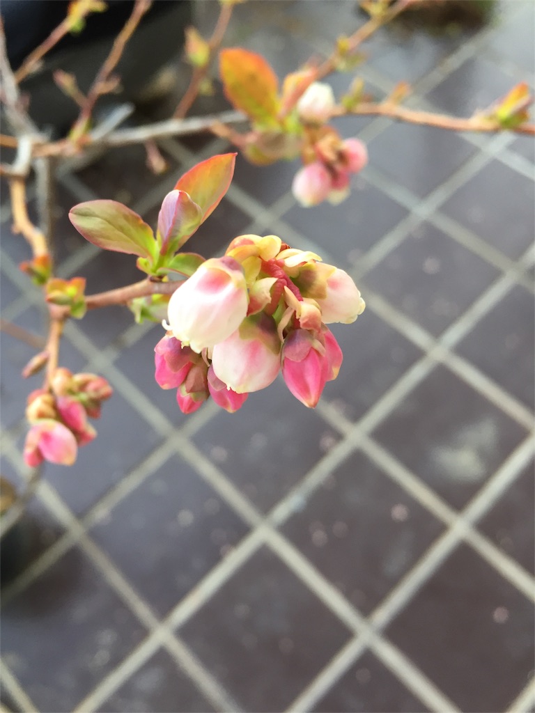 f:id:odayakabiyori:20170323161602j:image f:id:odayakabiyori:20170323161602j:image