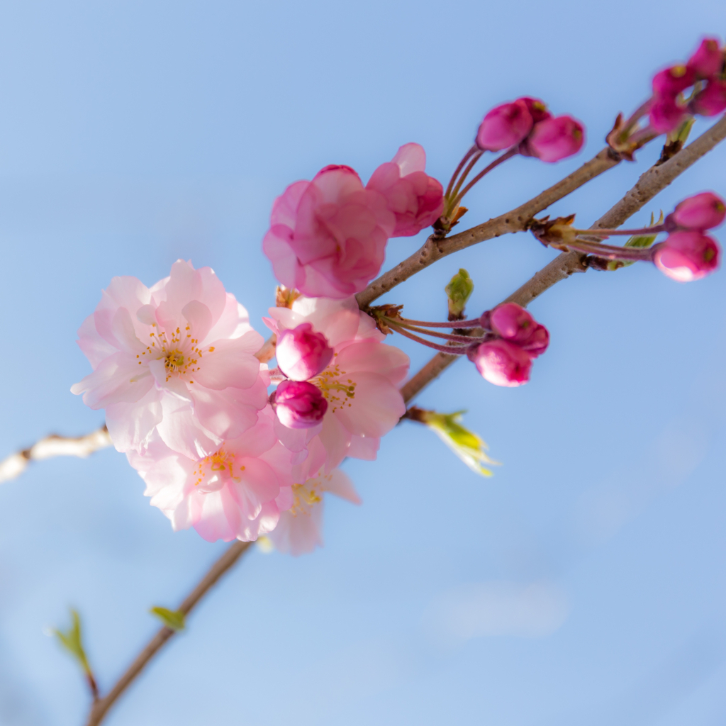 f:id:odayasu:20180331114551j:plain