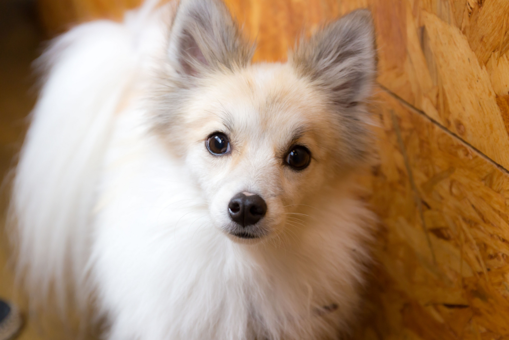 f:id:odayasu:20180401194403j:plain f:id:odayasu:20180401194403j:plain