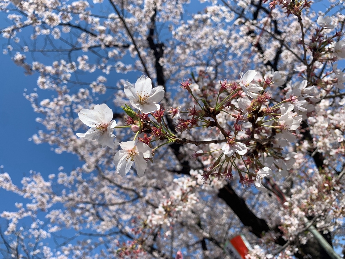 f:id:odebu2525:20190410181826j:plain
