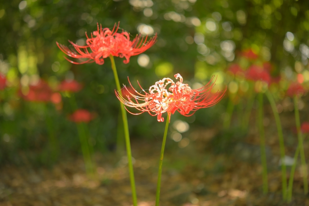 f:id:odecame:20171027195102j:plain