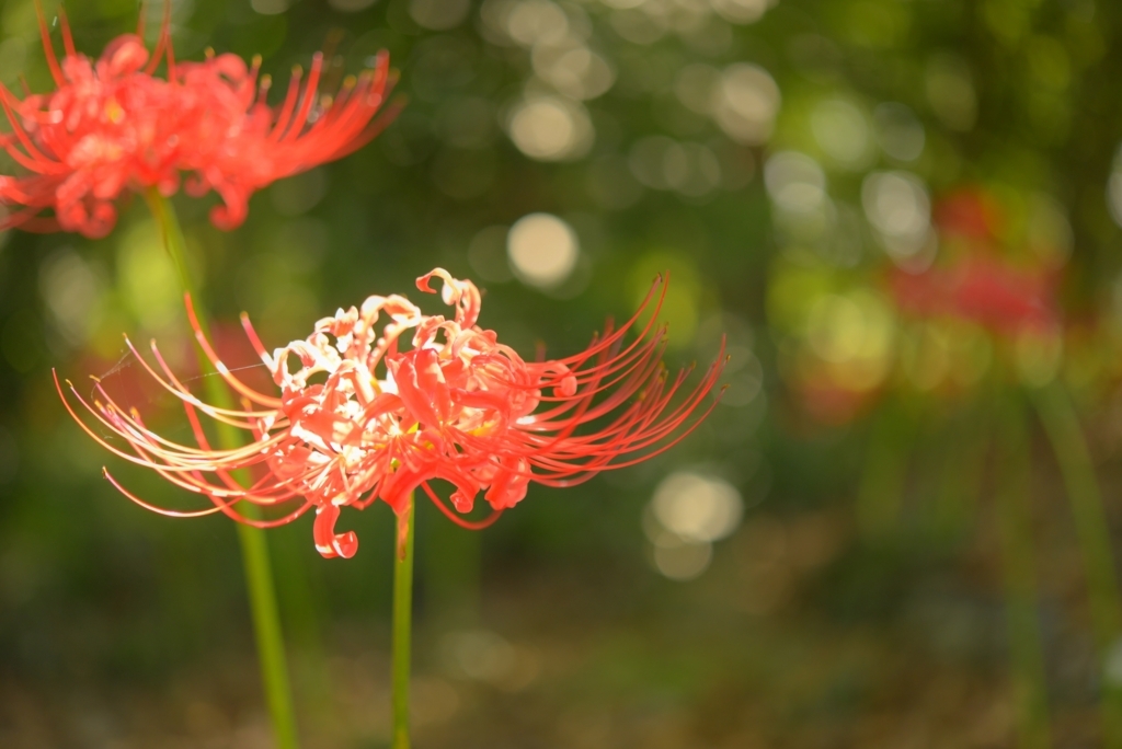 f:id:odecame:20171027195128j:plain