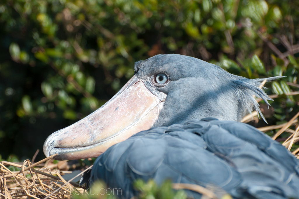 望遠レンズ 動物園、運動会、卒業式、入学式など、子育て世代には