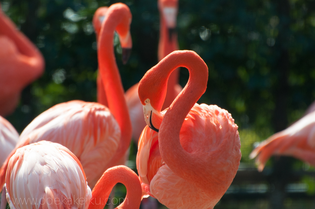望遠レンズ 動物園、運動会、卒業式、入学式など、子育て世代には