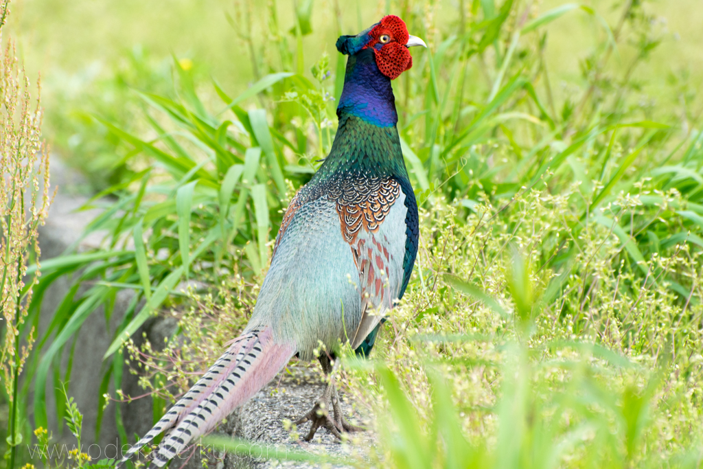 運動会・紅葉！美品⭐超望遠レンズキット⭐ Nikon D5300 ⭐一眼レフ 超望遠レンズキット⭐運動会・紅葉！美品⭐人気 Nikon D5300 ⭐一眼レフ