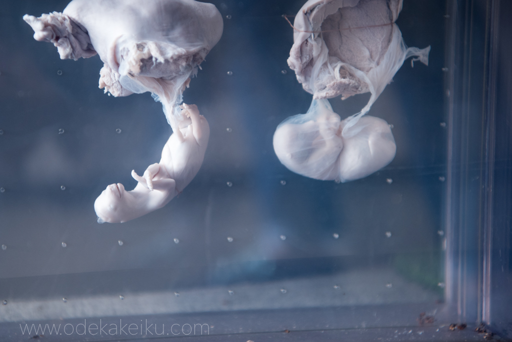 f:id:odekakeiku:20161005155706j:plain