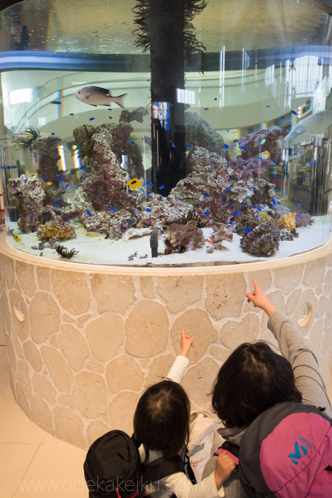 f:id:odekakeiku:20170113165703j:plain