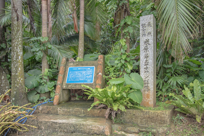 米原ヤエヤマヤシ群落。名も知らぬ遠き島より流れ着いた？石垣島と西表