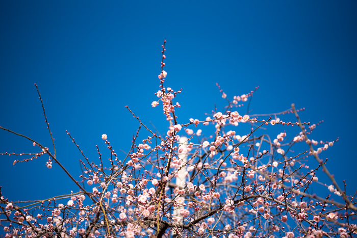 f:id:odekakeiku:20170125190000j:plain