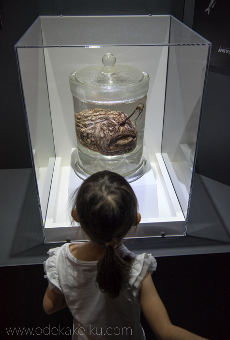 深海展17 上野国立科学博物館 深海に生息する摩訶不思議な生物たち お出かけいく 深海展17 上野国立科学博物館 深海に生息する摩訶不思議な生物たち お出かけいく