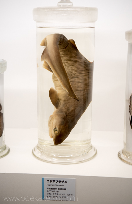 f:id:odekakeiku:20170728232450j:plain