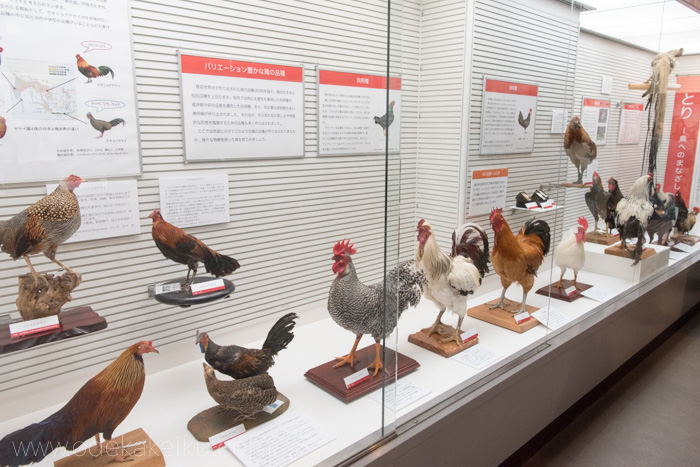 我孫子市鳥の博物館外観