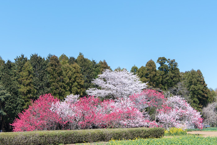 f:id:odekakeiku:20180415232253j:plain f:id:odekakeiku:20180415232253j:plain