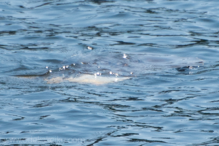 f:id:odekakeiku:20180423000712j:plain