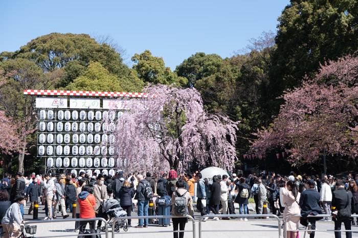 上野公園の早咲きの桜たち。枝垂れ桜、小彼岸、大島桜、陽光、江戸彼岸