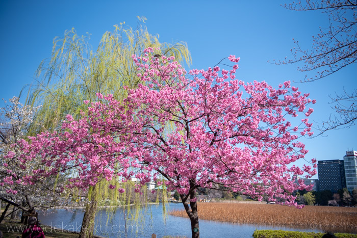 希少！大村廣陽　木版画「上野公園の桜」 上野公園の早咲きの桜たち。枝垂れ桜、小彼岸、大島桜、陽光、江戸彼岸