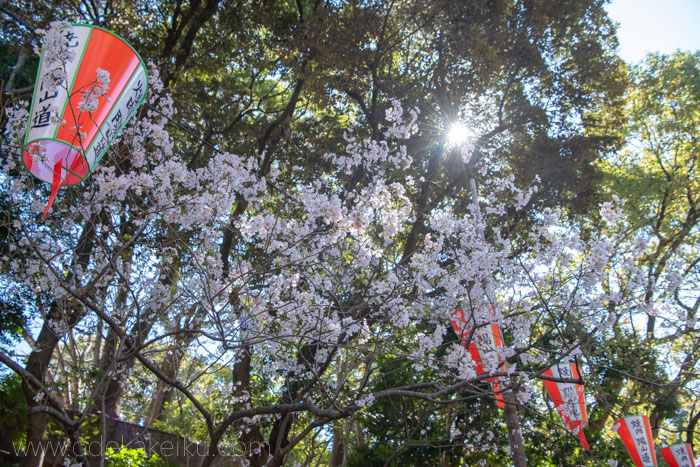 上野公園の早咲きの桜たち。枝垂れ桜、小彼岸、大島桜、陽光、江戸彼岸