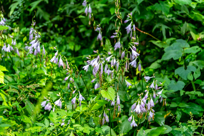 f:id:odekakeiku:20190822152509j:plain