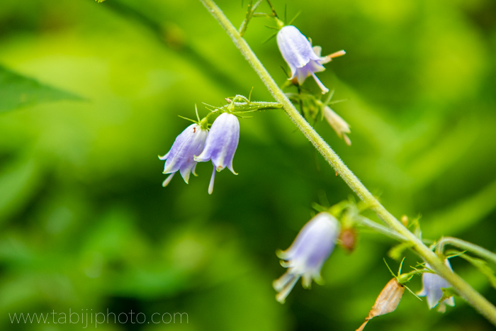 f:id:odekakeiku:20190822162831j:plain