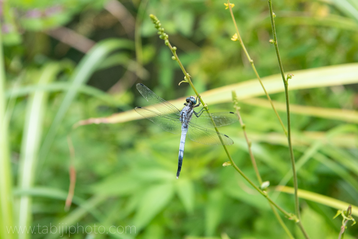 f:id:odekakeiku:20190827153032j:plain