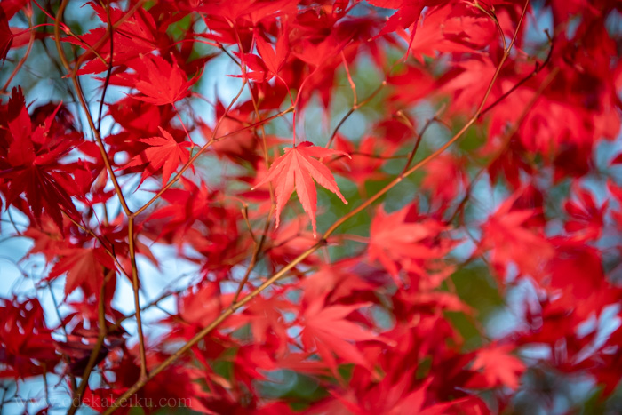f:id:odekakeiku:20191221001815j:plain