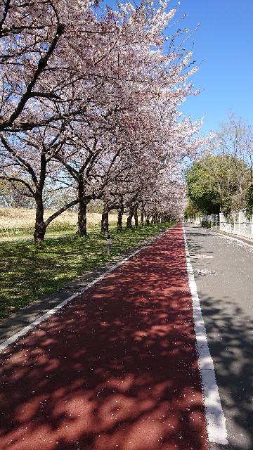 川越水上公園の桜は 素晴らしいよ お出かけ好き