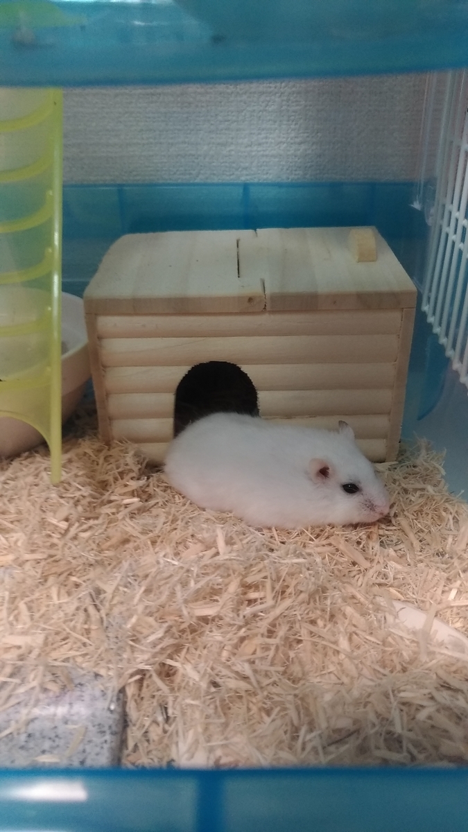 f:id:oe526:20190321170551j:plain f:id:oe526:20190321170551j:plain