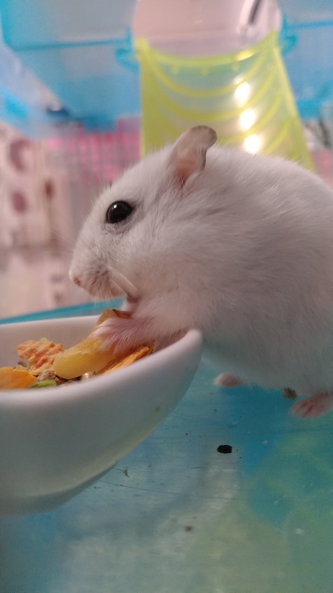 f:id:oe526:20190826161821j:plain f:id:oe526:20190826161821j:plain