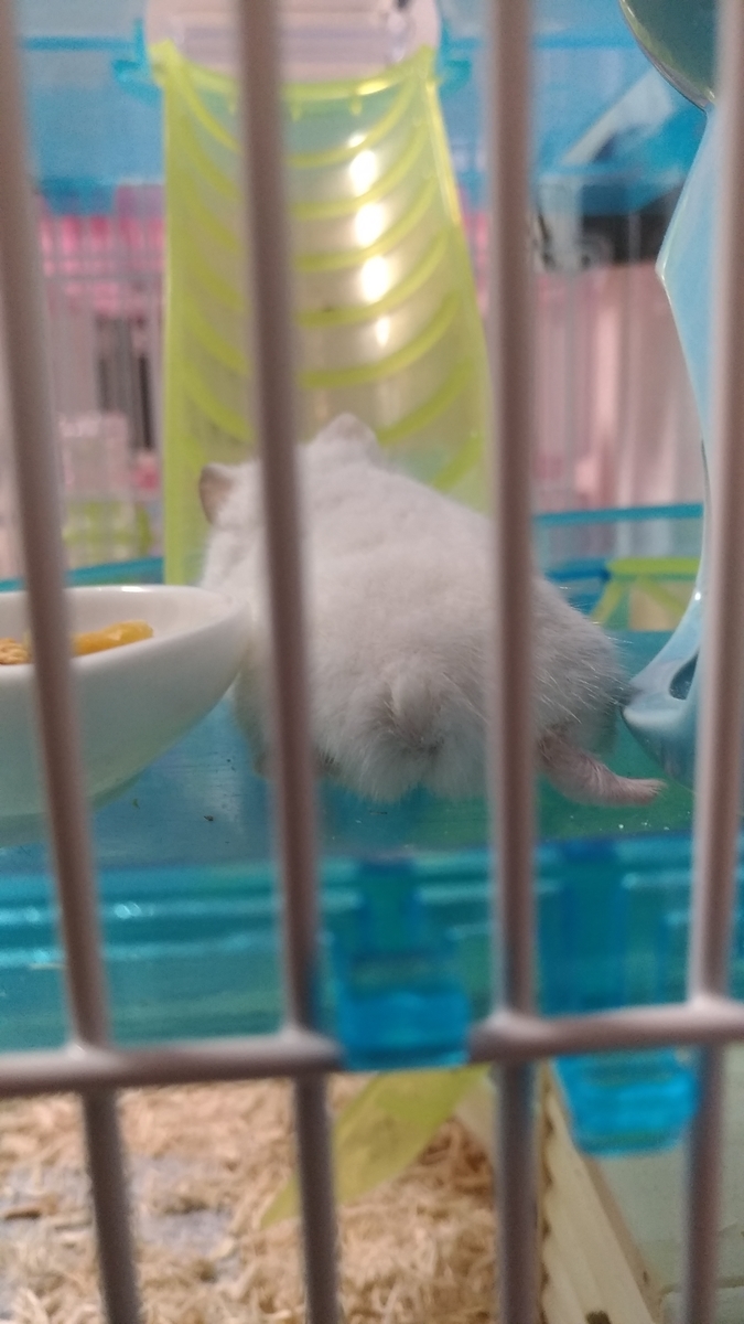 f:id:oe526:20190826161826j:plain f:id:oe526:20190826161826j:plain