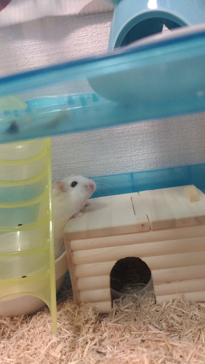 f:id:oe526:20190826161833j:plain f:id:oe526:20190826161833j:plain