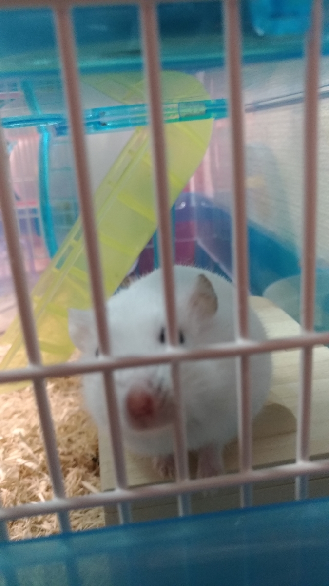 f:id:oe526:20190826161837j:plain f:id:oe526:20190826161837j:plain