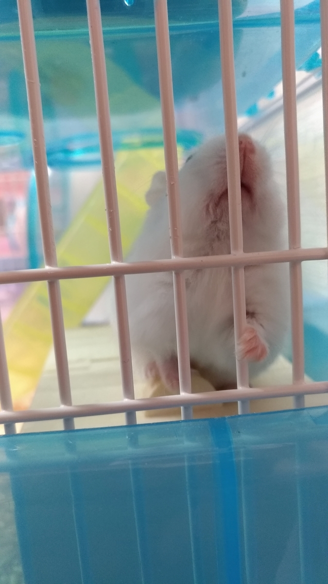 f:id:oe526:20190826161841j:plain f:id:oe526:20190826161841j:plain