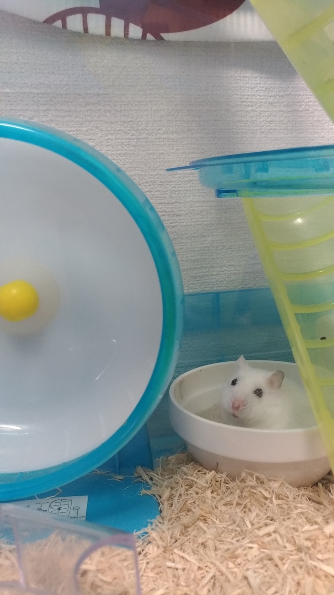 f:id:oe526:20190826161847j:plain f:id:oe526:20190826161847j:plain