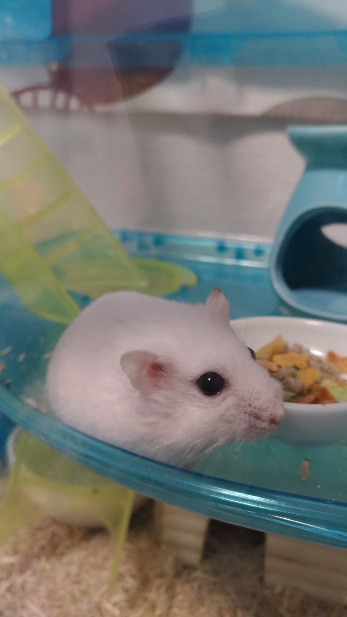 f:id:oe526:20190826161851j:plain f:id:oe526:20190826161851j:plain