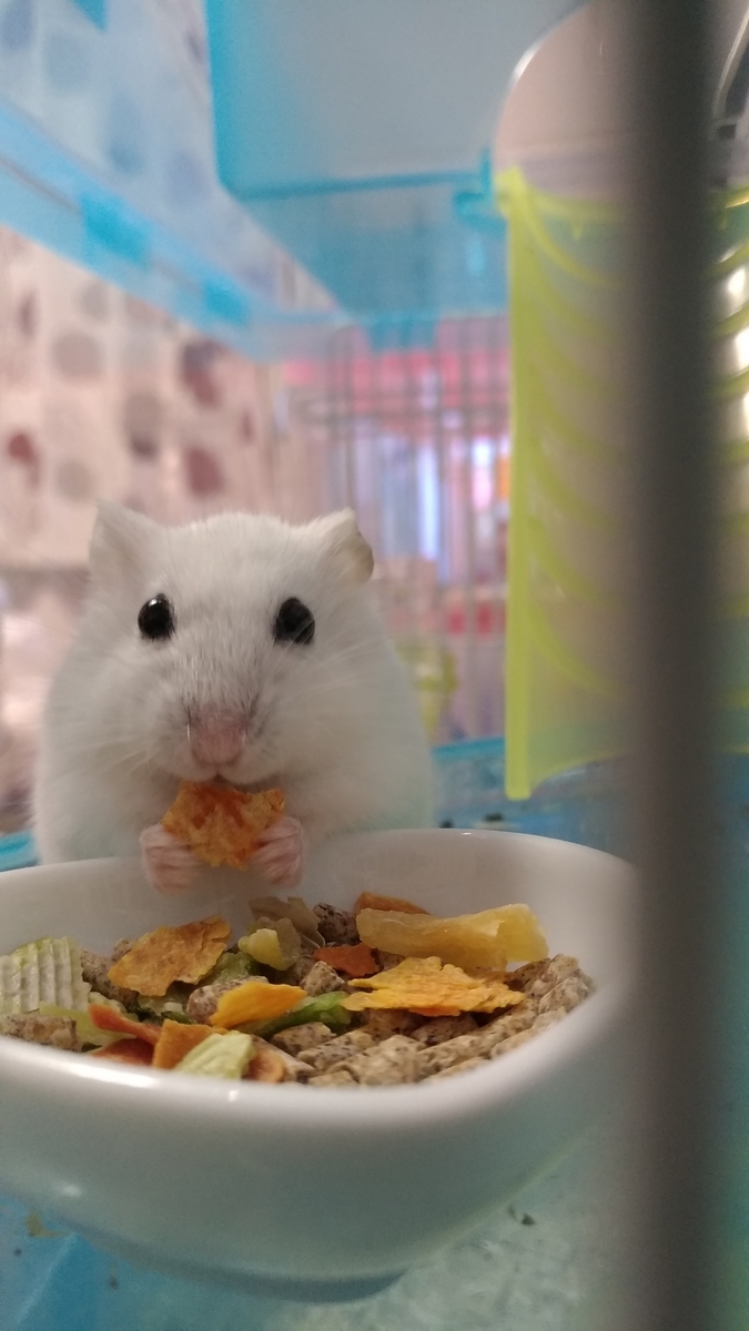 f:id:oe526:20190826161858j:plain f:id:oe526:20190826161858j:plain