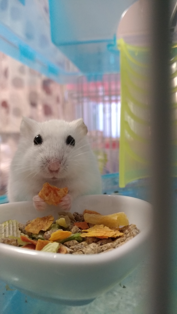 f:id:oe526:20190826161906j:plain f:id:oe526:20190826161906j:plain