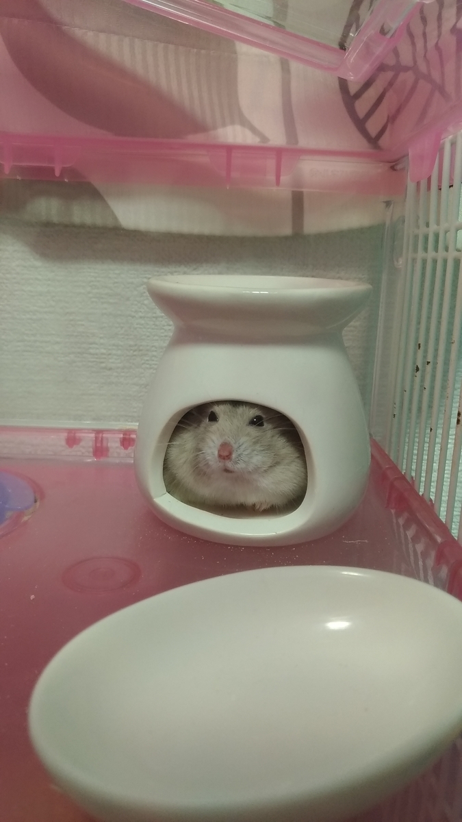 f:id:oe526:20190826164638j:plain f:id:oe526:20190826164638j:plain