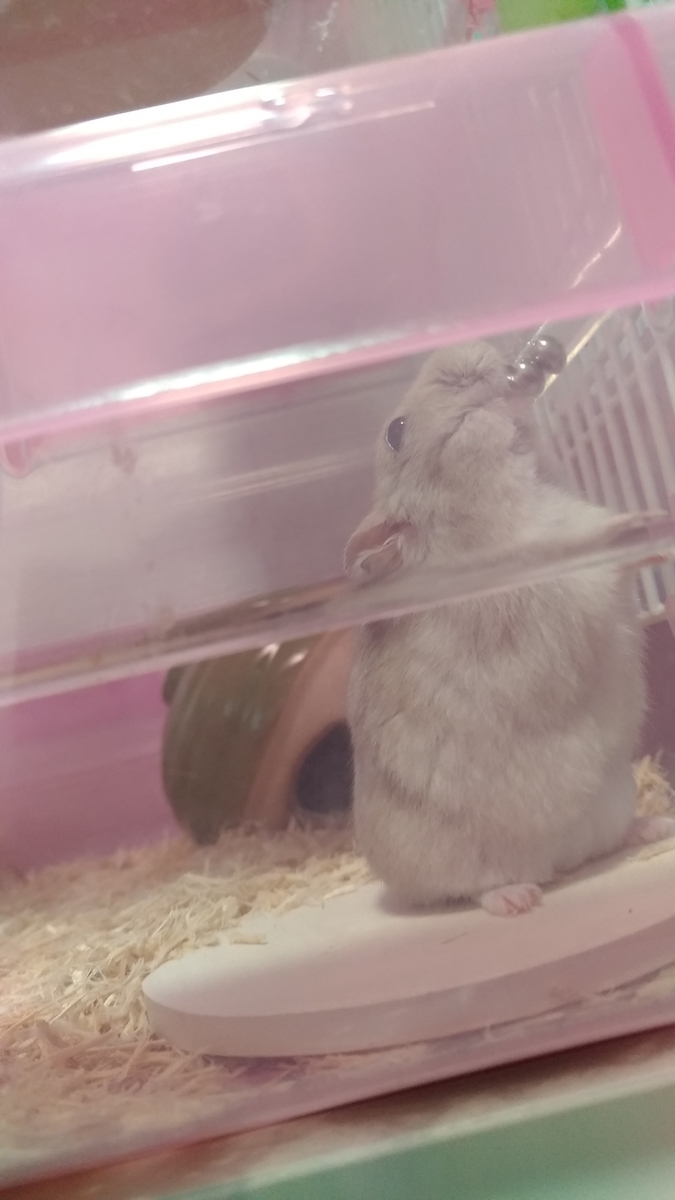 f:id:oe526:20190826164641j:plain f:id:oe526:20190826164641j:plain
