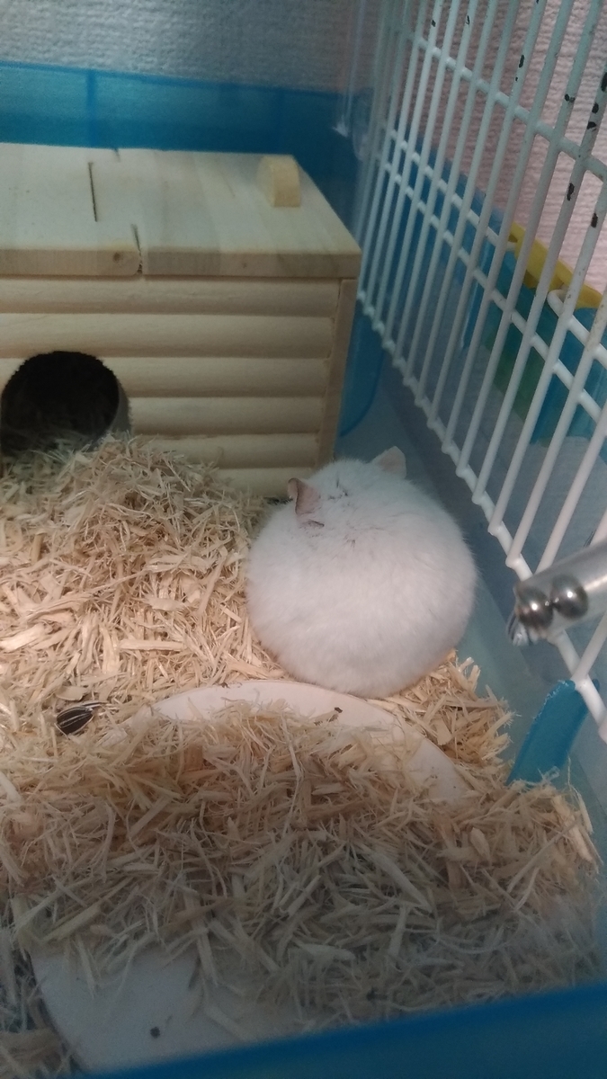 f:id:oe526:20190826164703j:plain f:id:oe526:20190826164703j:plain
