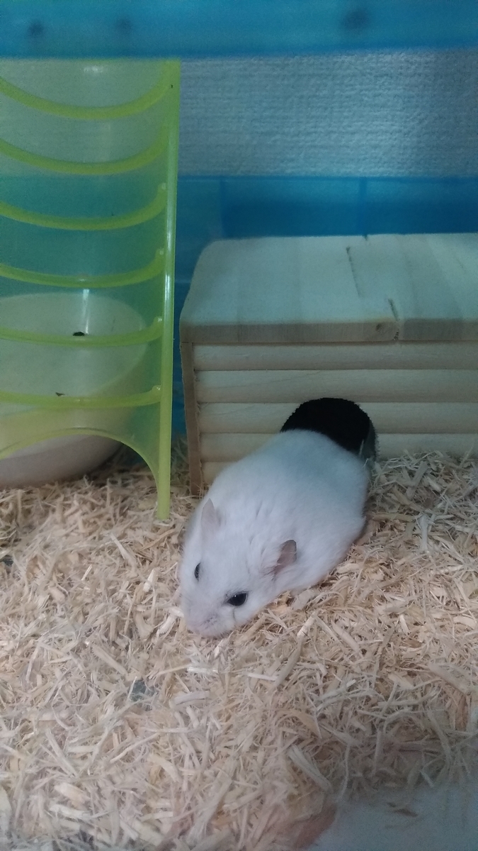 f:id:oe526:20190827163733j:plain f:id:oe526:20190827163733j:plain